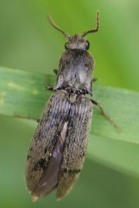 <i>Agriotes pilosellus</i>