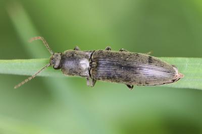 <i>Agriotes pilosellus</i>