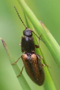 <i>Athous vittatus</i>