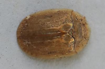 <i>Hypocassida subferruginea</i>