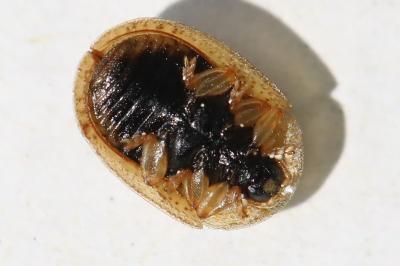 <i>Hypocassida subferruginea</i>