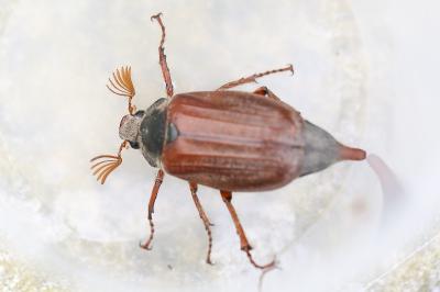 Melolontha melolontha