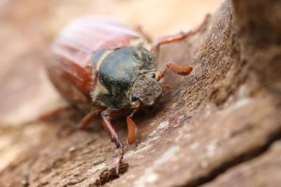 <i>Melolontha melolontha</i>