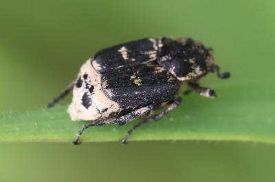 <i>Valgus hemipterus</i>
