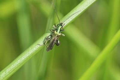<i>Oedemera nobilis</i>