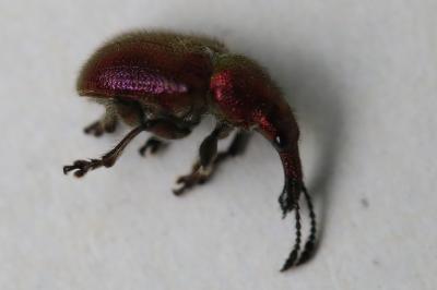 <i>Rhynchites auratus</i>