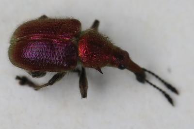 <i>Rhynchites auratus</i>