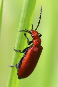 <i>Pyrochroa serraticornis</i>