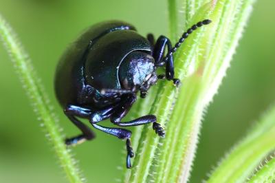 <i>Timarcha goettingensis</i>