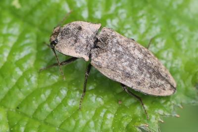 Agrypnus murinus