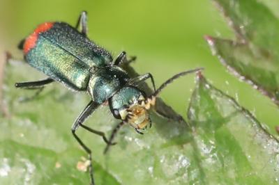 Malachius bipustulatus