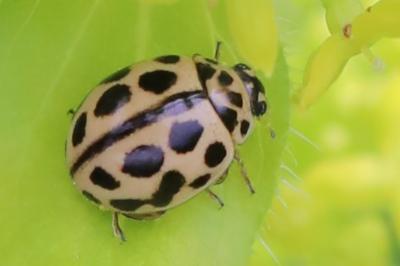 <i>Tytthaspis sedecimpunctata</i>