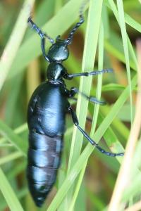 <i>Meloe violaceus</i>