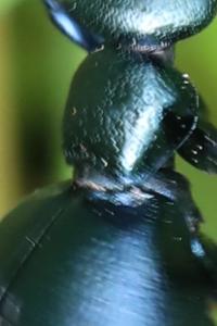 <i>Meloe violaceus</i>