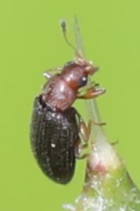 <i>Melanophthalma</i>