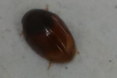 <i>Stilbus testaceus</i>