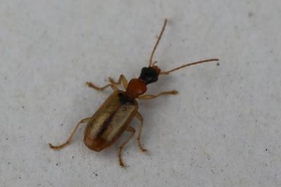 <i>Demetrias atricapillus</i>