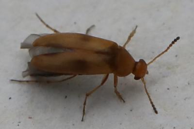 <i>Anaspis maculata</i>