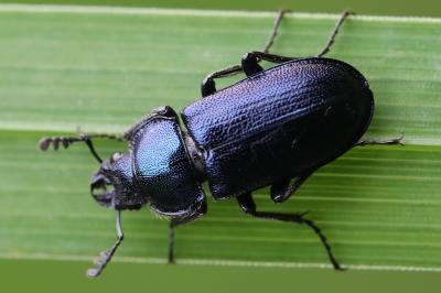 <i>Platycerus caraboides</i>