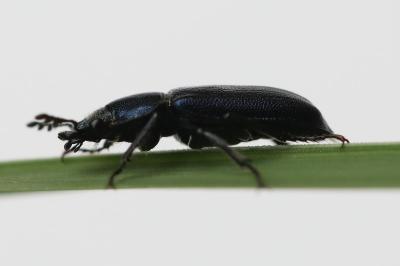 <i>Platycerus caraboides</i>