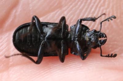 <i>Platycerus caraboides</i>