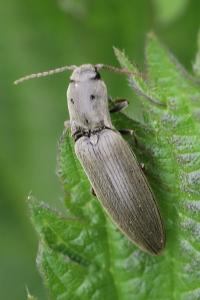 <i>Agriotes pilosellus</i>