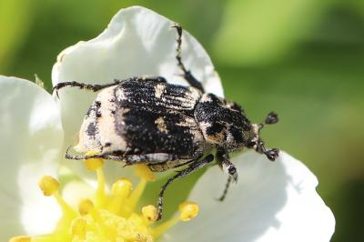 Valgus hemipterus