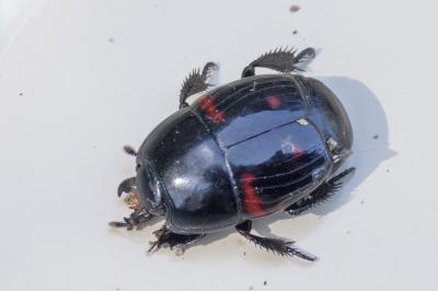 <i>Hister quadrimaculatus</i>