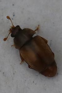 <i>Epuraea</i>
