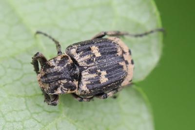 <i>Valgus hemipterus</i>