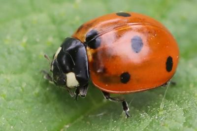 <i>Coccinella septempunctata</i>