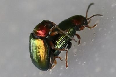<i>Crepidodera aurata</i>