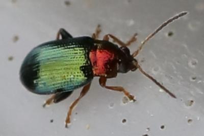 <i>Crepidodera aurata</i>