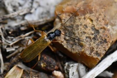 <i>Rhagonycha lignosa</i>