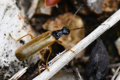 <i>Rhagonycha lignosa</i>