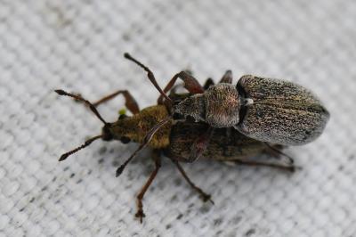 <i>Phyllobius pyri</i>