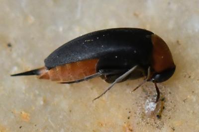 <i>Mordellochroa abdominalis</i>