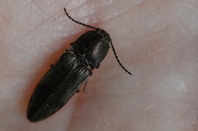 <i>Cidnopus pilosus</i>