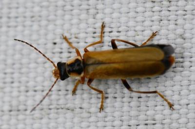 <i>Cantharis decipiens</i>
