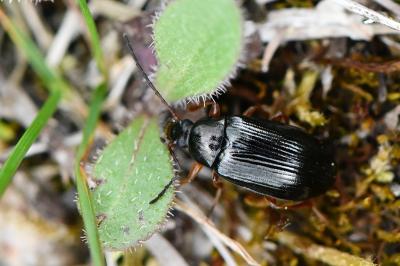 <i>Gonodera luperus</i>