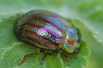 <i>Chrysolina americana</i>