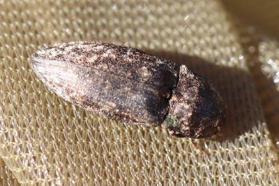 <i>Agrypnus murinus</i>