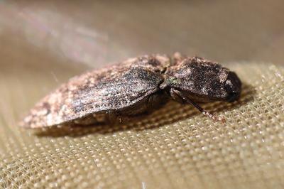 <i>Agrypnus murinus</i>