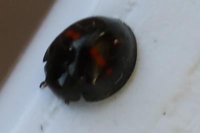 <i>Chilocorus bipustulatus</i>