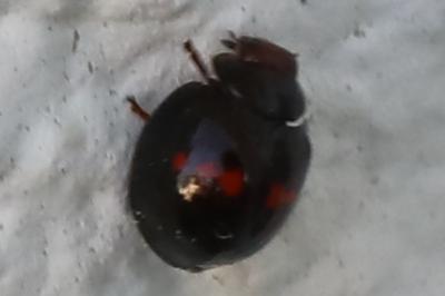 <i>Chilocorus bipustulatus</i>