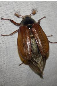 <i>Melolontha melolontha</i>