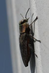 <i>Anthaxia manca</i>