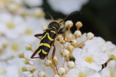 <i>Clytus arietis</i>