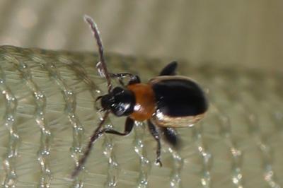 Longitarsus dorsalis