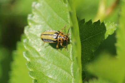 Xanthogaleruca luteola